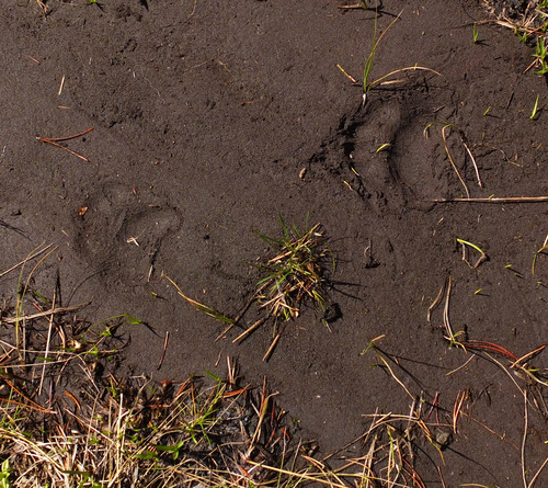 iNaturalist observation photo of American Black Bear