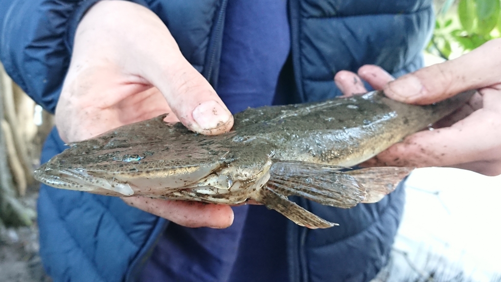 Bartail flathead (Platycephalus indicus) — Platycephalidae