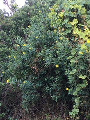 Dendromecon harfordii