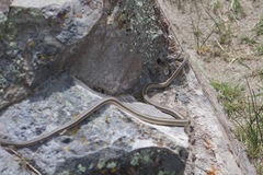 Masticophis taeniatus taeniatus