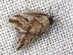 Philenora chionastis