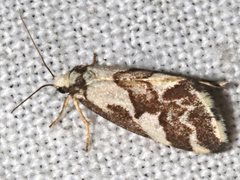 Philenora chionastis