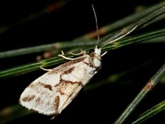 Philenora chionastis