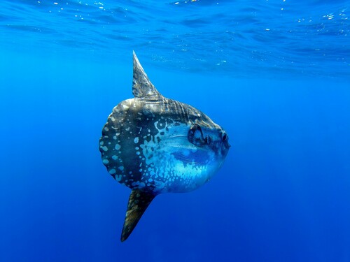 Common Mola, Grosseto, Arcipelago Toscano National Park, Toscana, IT, photo 9 of 10
