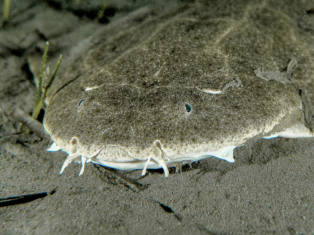 Foto de Angelote (Squatina squatina)