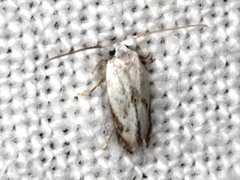 Opostegoides gephyraea