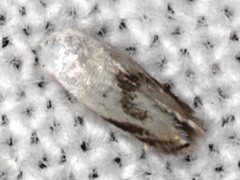 Opostegoides gephyraea