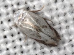 Opostegoides gephyraea