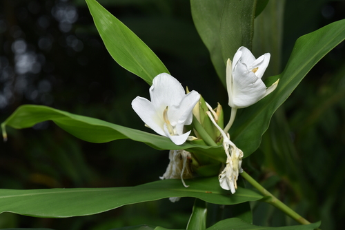 Motýlovec věncový (Hedychium coronarium): původ a využití — fotografie 1
