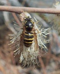 Dolichovespula norvegicoides