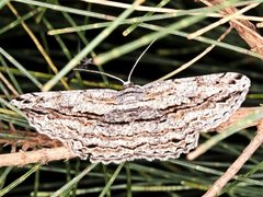 Scioglyptis loxographa