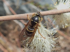Dolichovespula norvegicoides