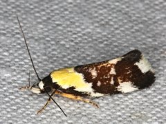 Eulechria clytophanes