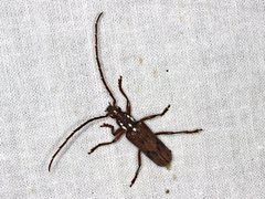 Strongylurus cretifer