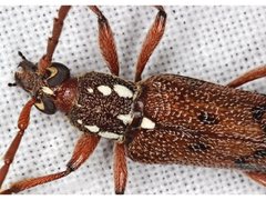 Strongylurus cretifer