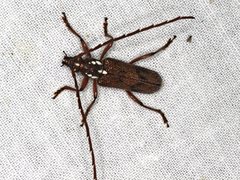 Strongylurus cretifer