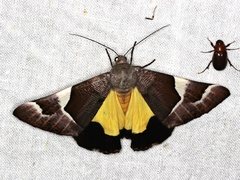 Niceteria macrocosma