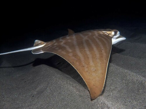 Bull ray (Aetomylaeus bovinus) — Myliobatidae