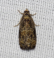 Olethreutes furfuranum