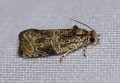 Olethreutes furfuranum