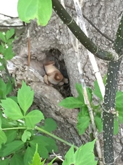 Cerioporus squamosus