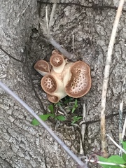 Cerioporus squamosus