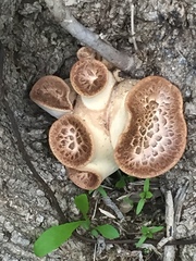 Cerioporus squamosus