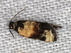 Asthenoptycha iriodes