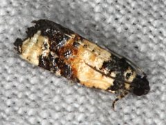 Asthenoptycha iriodes