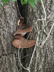 Cerioporus squamosus