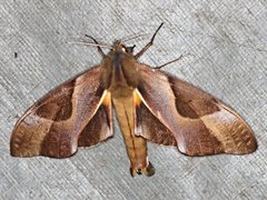 Coequosa triangularis