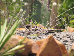 Hydropsalis torquata