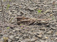 Hydropsalis torquata