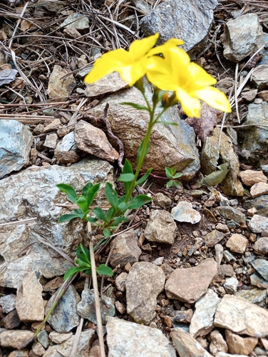 Image of Linum campanulatum by (c) Filippo Ceragioli, some rights reserved (CC BY-SA)