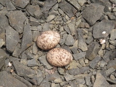 Hydropsalis torquata