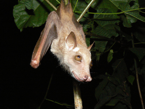 Franquet's Epauletted Bat
