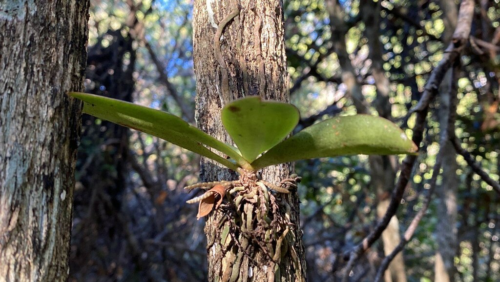 Aerangis divitiflora