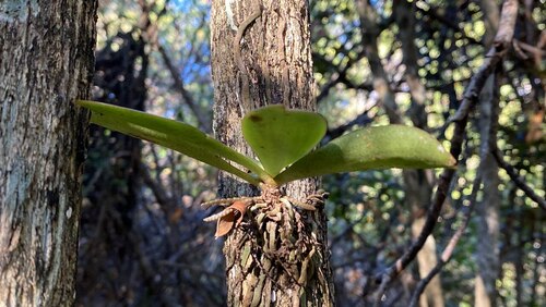 Aerangis divitiflora (Schltr.) P.J.Cribb & Carlsward