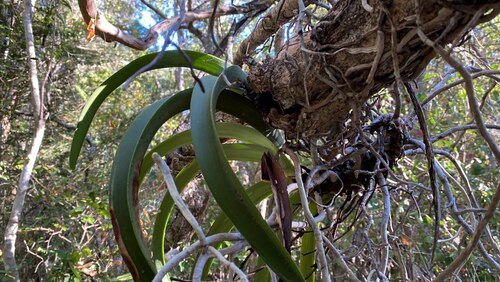 Angraecum praestans, photograph 5