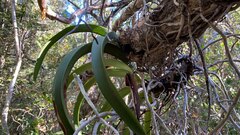 Angraecum praestans, photograph author not stated, no rights reserved