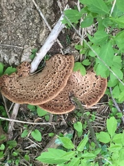 Cerioporus squamosus