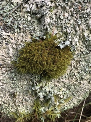 Grimmia ramondii