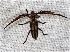 Piesarthrius marginellus