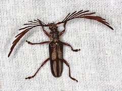 Piesarthrius marginellus