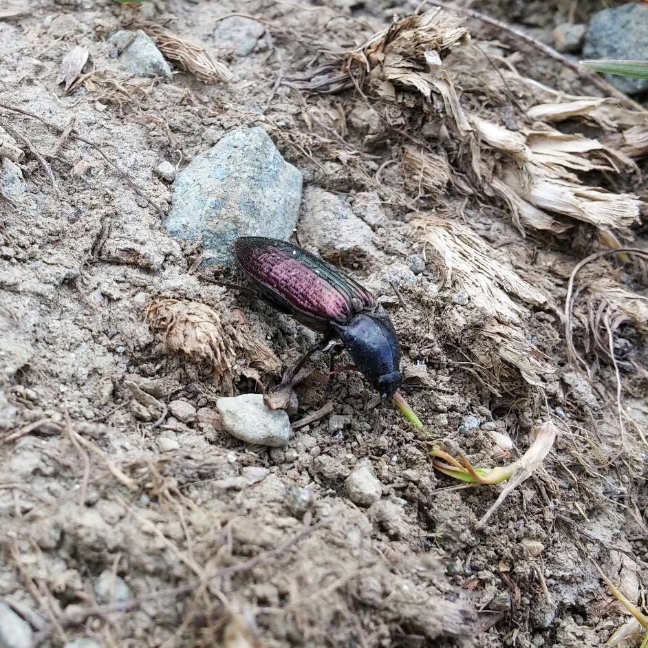 Selatosomus confluens rugosus