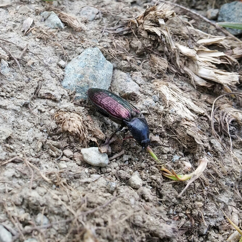 Selatosomus confluens rugosus