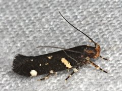 Macrobathra alternatella