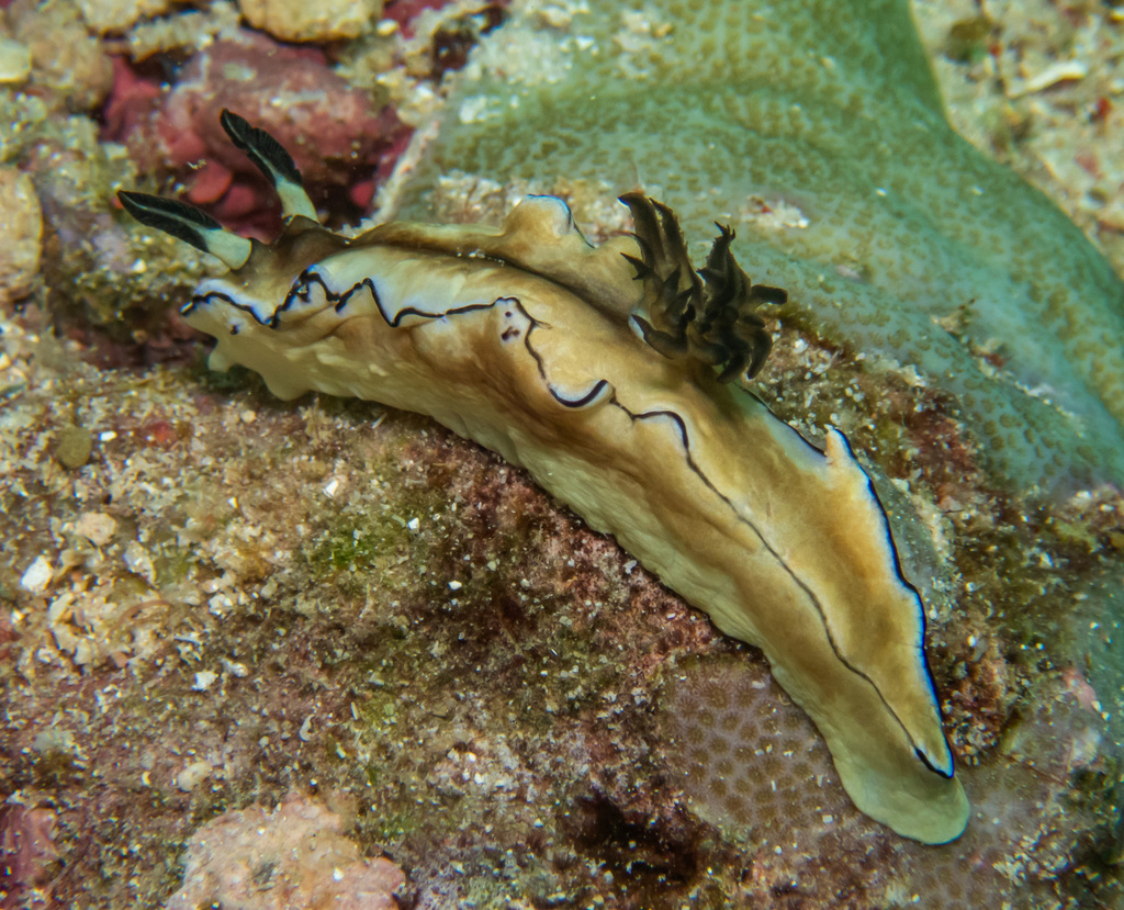 Black-margined Nudibranch