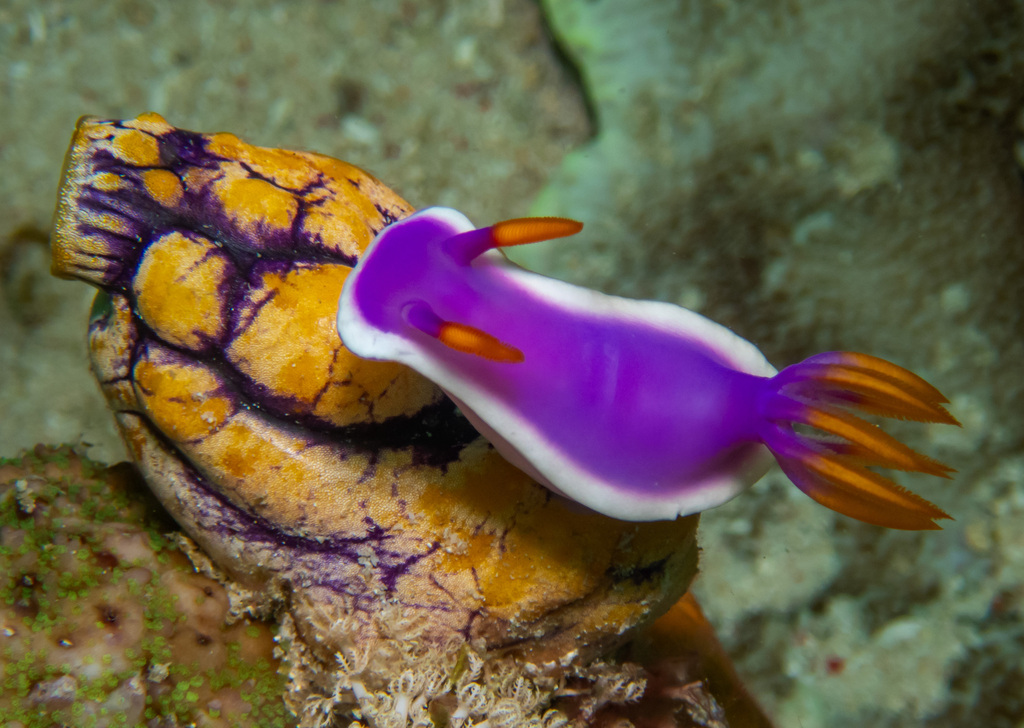 Hypselodoris variobranchia