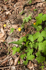 Ranunculus cappadocicus
